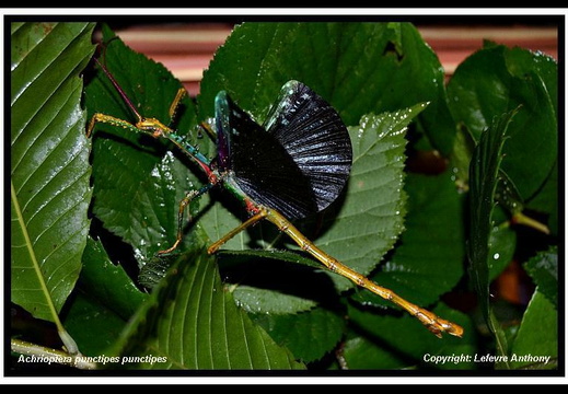 Achrioptera punctipes punctipes / psg 149 CLP316