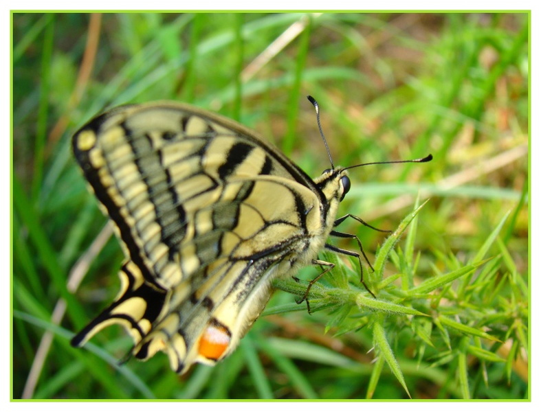 Papilio machaon...jpg