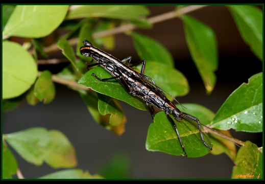 Anisomorpha paromalus / psg 122 CLP101