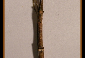 Mâle adulte.