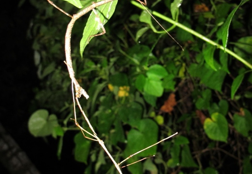 Reproduction in situ