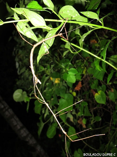 Reproduction in situ.jpg