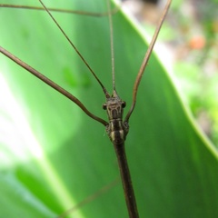 Mâle adulte détail.