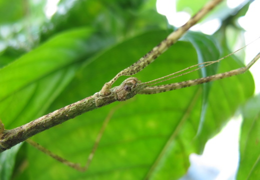 Caribbiopheromera trinitalis / psg 354 CLP536