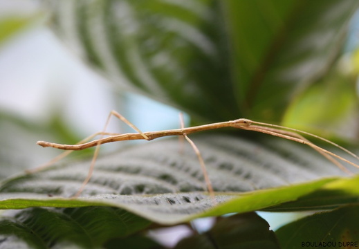 Caribbiopheromera trinitalis psg 354 / CLP536