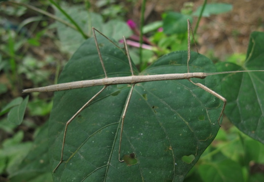 Paraclonistria sp / psg ? CLP?