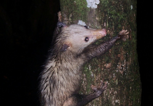 Didelphis marsupialis.