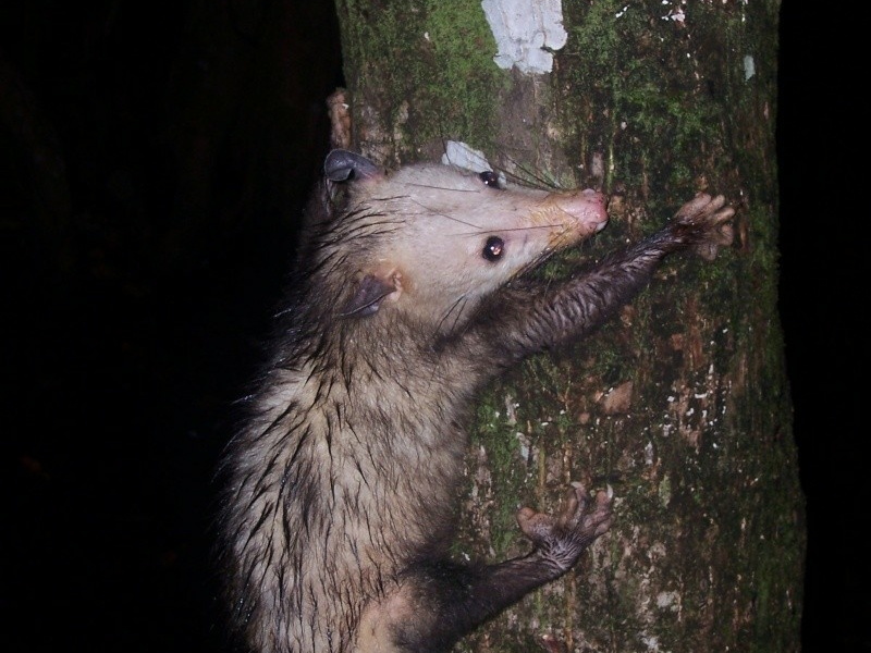 Didelphis marsupialis.