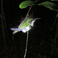 Eulampis sp (colibri)..jpg