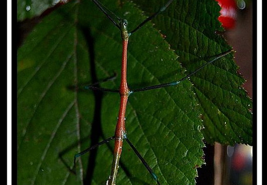 Periphetes graniferum / psg 357 CLP493