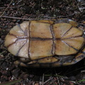 Kinosternon scorpioides (tortue scorpion)..jpg