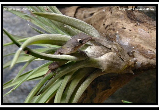 Anolis sagrei