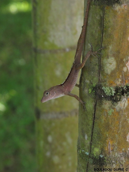 Anolis cybotes cybotes (adulte).jpg