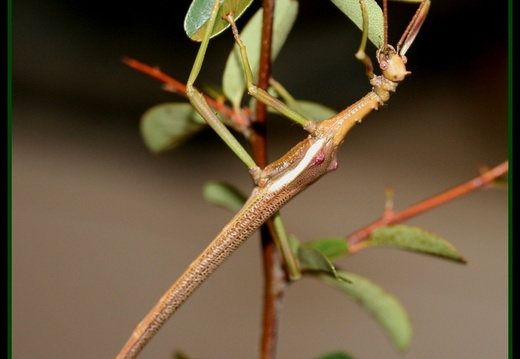 Diapherodes martinicensis / psg 333 CLP523