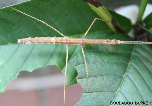 Ocnophiloidea regularis / psg 32 CLP58