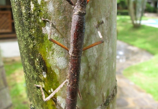 forme marron