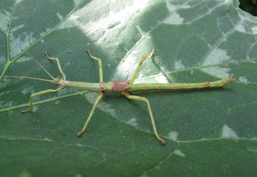 Haplopus micropterus / psg 61 CLP65