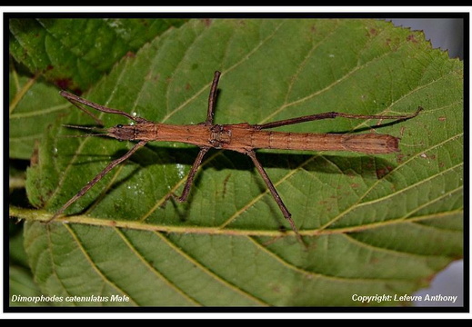 Dimorphodes catenulatus psg 236 / CLP167