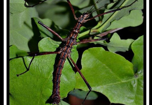 Andropromachus scutatus TamDao psg 328 CLP532