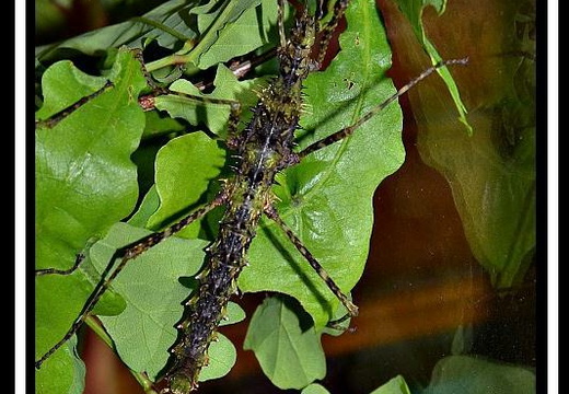 Andropromachus scutatus Tam Dao psg 328 CLP532