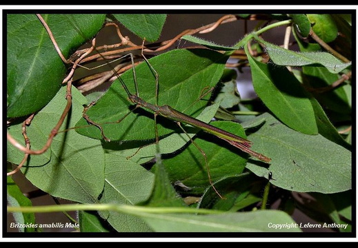 Brizoides amabilis / psg 376 CLP557