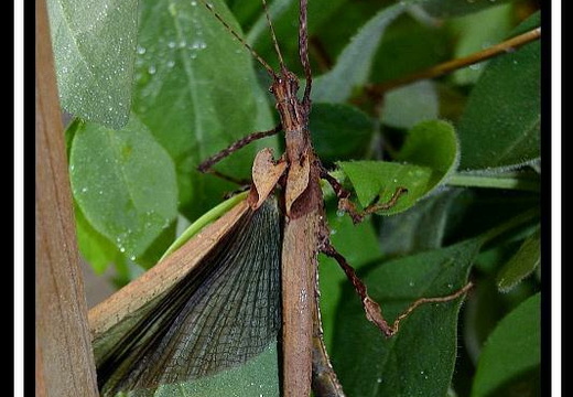 Pseudophasma lakini psg 394 / CLP506