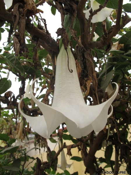 Brugmansia (Datura) arborea (trompette du jugement dernier).jpg