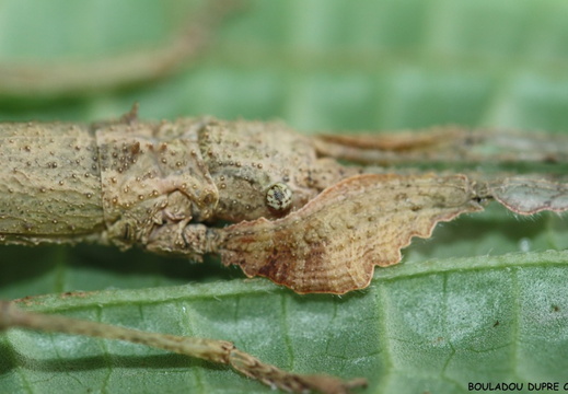 Hesperophasmatinae sp Samana psg 383/CLP583