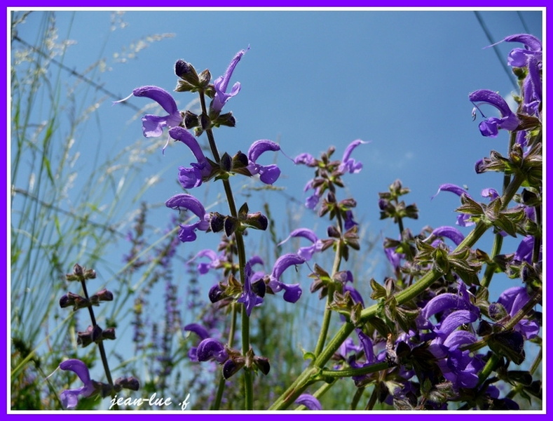 Salvia pratensis (Sauge des prés)...jpg