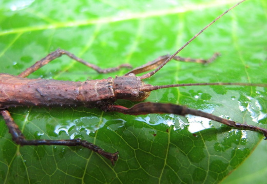 Femelle marron foncé.