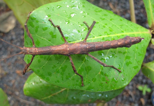 Femelle marron foncé