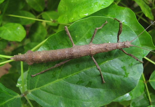 Femelle marron.