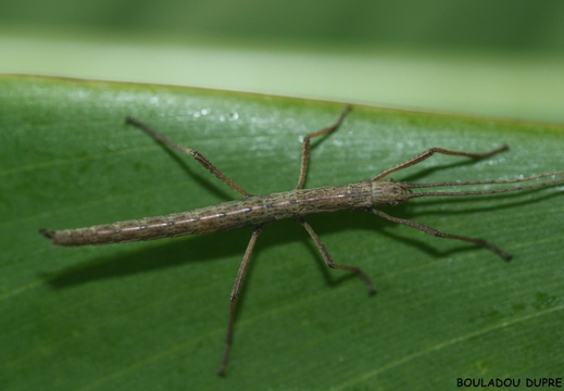 Anisomorpha paromalus psg 122 / CLP101