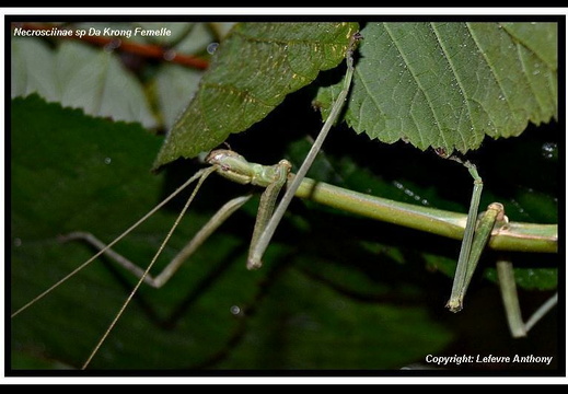 Necrosciinae sp 