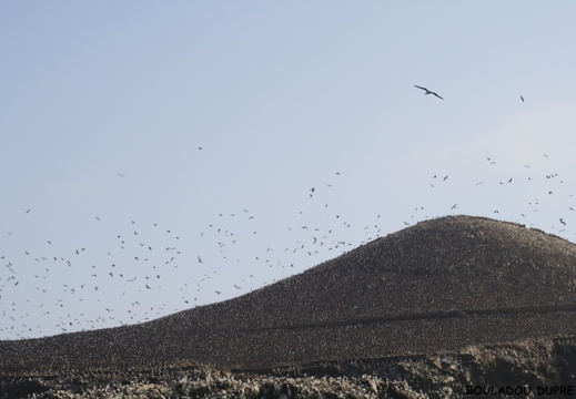 Iles Ballestas (Pérou) par Christian