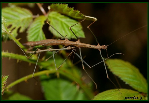 Manduria systropedon psg 313 / CLP368