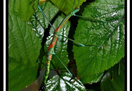 gynandromorphisme en mosaïques