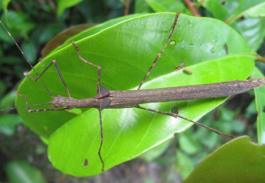 Oestrophora triangulifera / psg ? CLP?