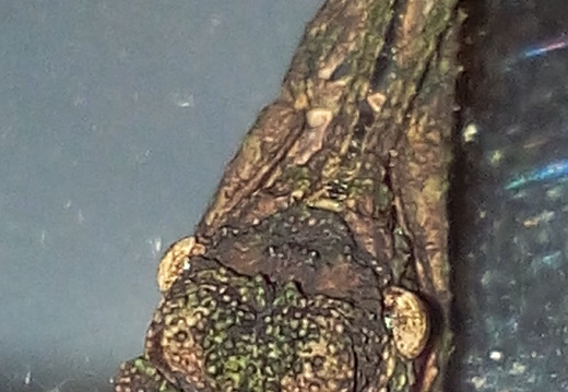 Melophasma antillarum / psg 370 CLP567