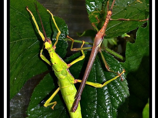 Couple adulte