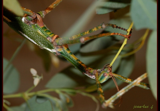 femelle adulte détail