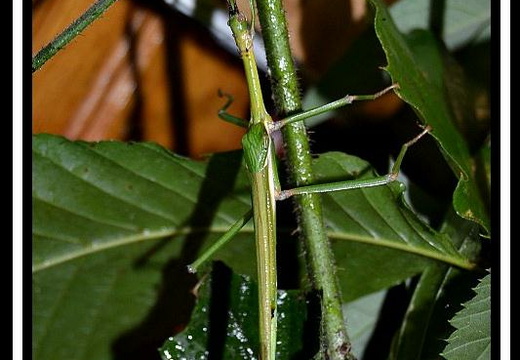 Haplopus jamaicensis psg 214 / CLP145