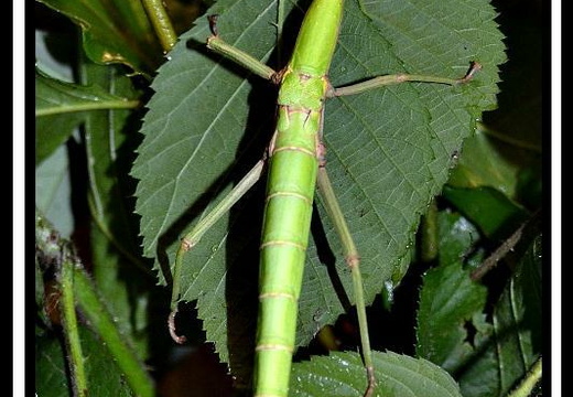 Haplopus jamaicensis / psg 214 CLP145