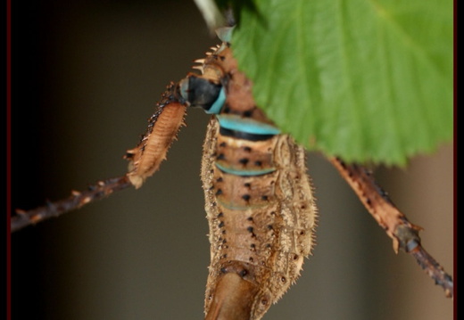 Femelle adulte détail