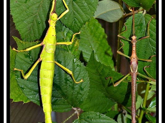 Couple adulte