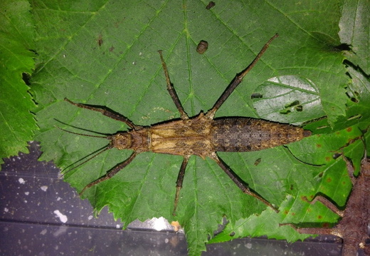 Tisamenus deplanata psg 399 / CLP514