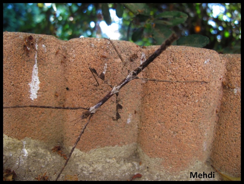 femelle juvénile..jpg