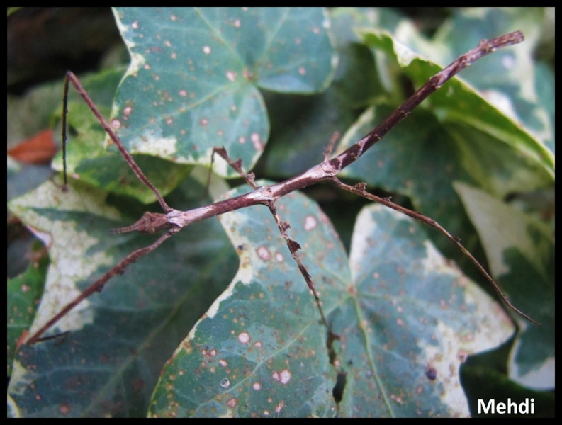 femelle juvénile.jpg