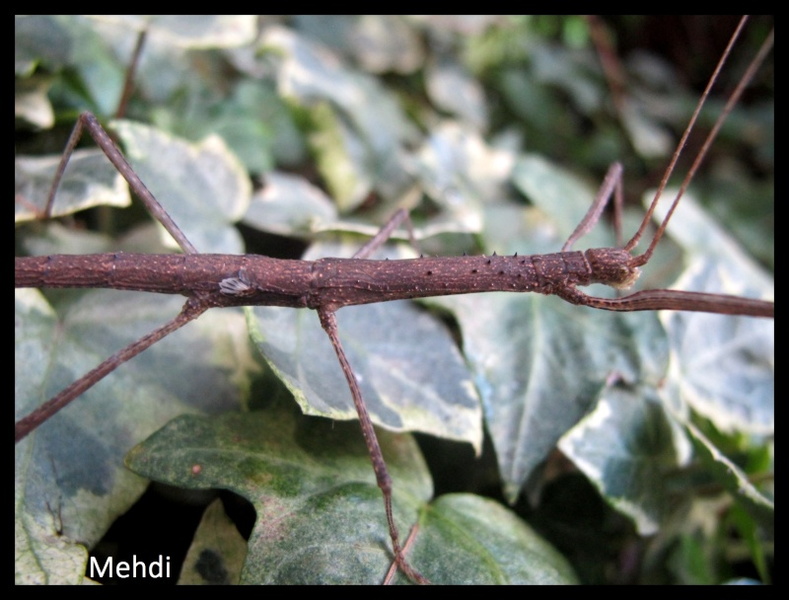 femelle sub-adulte.jpg