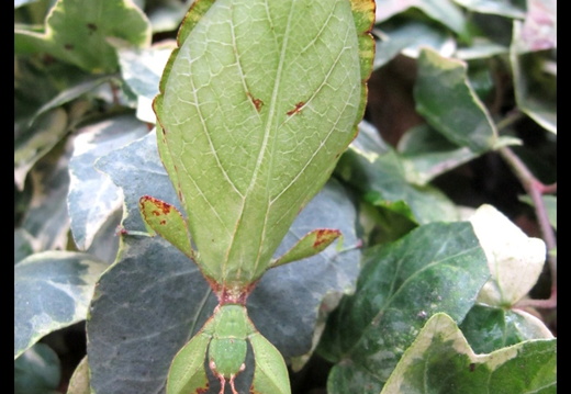 Phyllium jacobsoni psg 347 / CLP429